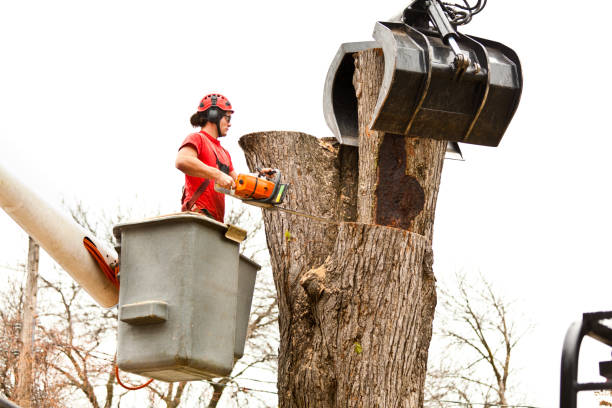 How Our Tree Care Process Works  in  Elma Center, NY